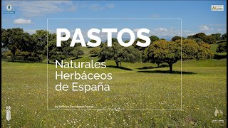 PASTOS NATURALES HERBÁCEOS DE ESPAÑA NATURAL AND SEMINATURAL GRASSLANDS OF SPAIN [upl. by Dnalro]