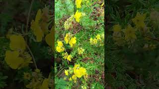 Лапчатка Goldfinger кустарниковая  Potentilla Goldfinger [upl. by Aileno514]