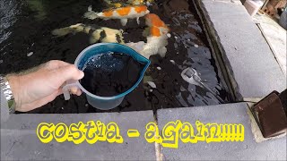 Koi Diary 92  Costia Treatment  Pond upgrade plans [upl. by Nwahsor]