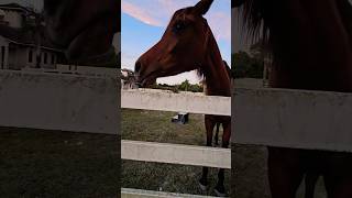 ✨️Hungry baby 💓✨️ arabianhorse equestrian horse love shorts short video food beautiful [upl. by Alel]