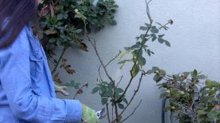 How to Prune Your Roses in 4 Easy Steps [upl. by Roland]