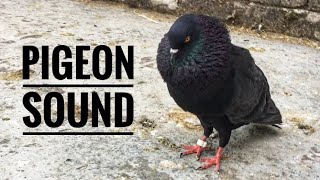 Pigeon Sound Effect  Male Pigeon Super Performance  Black Pigeon [upl. by Poirer]