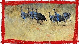 Vulturine Guineafowl Acryllium vulturinum Call amp Sound  Vulturine Guineafowl Video [upl. by Jordison31]