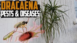 Common Dracaena Plant Pests amp Diseases  How to Get Rid of Dracena Pests Solutions [upl. by Eibbil]