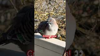 Crested Pigeons sounds Stunning birds Awesome Nature birds tricks [upl. by Ainud887]