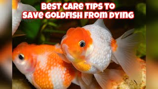 Best Ways To Care Goldfish [upl. by Horatia]