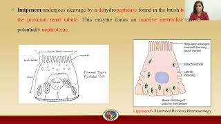 Carbapenems  Imipenem [upl. by Ferdinand]