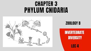 Phylum Cnidaria Zoology B Lec 4 BS amp MS [upl. by Aldredge]