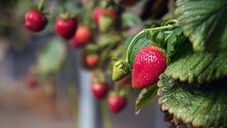 Kaikohe Berries [upl. by Thordia]