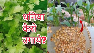 गर्मियों में धनिया कैसे उगाये।। dhaniya kaise ugaye ।। How to grow coriander at home।। [upl. by Nozicka]