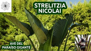 Todo sobre la Strelitzia nicolai [upl. by Ragas]