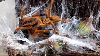 Pterinochilus murinus Usambara Mountains pairing video [upl. by Joeann]