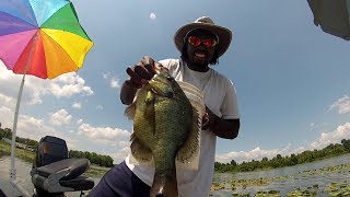 Shellcracker Fishing catching Huge Monster Slabs [upl. by Yrolam]