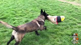 15 months old Malinois in preparation for IGP 3 [upl. by Anyg]