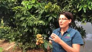 Longan Kohala Grafted Fruit Tree  Shows Fruit and Tree with Plant Growing Guide [upl. by Aretta]