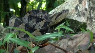 The Jumping Pit Viper Atropoides Mexicanus [upl. by Mullac748]