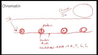 AP Biology Beyond the Vocabulary Cell Division Vocabulary [upl. by Chernow853]