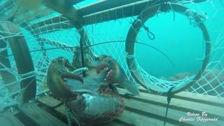 Lobster fishing May 2016 [upl. by Asserat]