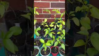 Let’s Transplant Jalapeños 🌶️ garden transplants greenhouse pepper spring shorts shortsfeed [upl. by Slohcin840]