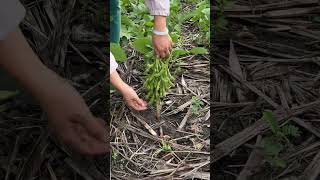 Harvesting edamame gardening [upl. by Aenneea]