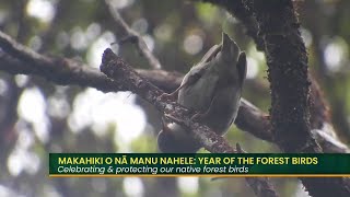 Makahiki O Nā Manu Nahele Year of the Forest Birds Part 1 [upl. by Det68]