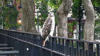 Adult redtailed hawk catches a rat in Tompkins Square [upl. by Kentigera]