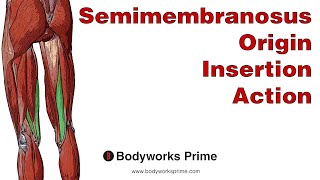 Semimembranosus Anatomy Origin Insertion amp Action [upl. by Tonkin]