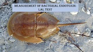 Endotoxin testing  BET  LAL test [upl. by Ettezyl]