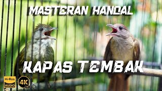 MASTERAN HANDAL KAPAS TEMBAK  BIRD OF INDONESIA  MASTERAN MURAI BATU [upl. by Asenab]