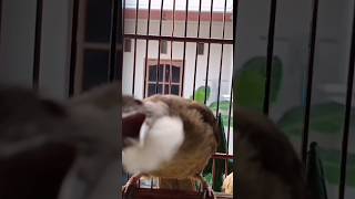 pancingan Cucak Jenggot Sumatra gacor full tembakan rapat shortsvideo [upl. by Eniahpets943]