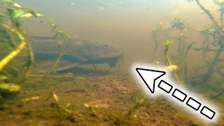 Pleco Catfish Invading Florida Hypostomus plecostomus [upl. by Piero]