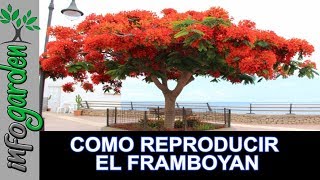 Como reproducir y fertilizar el FRAMBOYAN [upl. by Nosbig691]