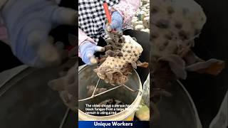 Harvesting delicious black fungus  The workers do their job perfectly  machine shorts [upl. by Llenrahc198]