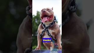 pit bull vs fox who wins in a battle strength vs cunning pitbull dogbreed doglover dog fox [upl. by Aicirtel]