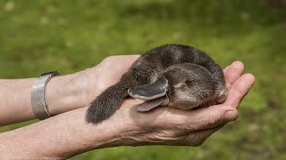 The Platypus Nature’s Weirdest Wonder [upl. by Schmeltzer]