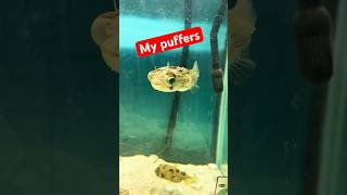 My puffers motivation saltwateraquarium fish fishroom pufferfish dogfacepuffer inspiration [upl. by Ilyse]