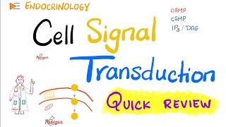 Cell Signal Transduction Biosignaling  Gprotein  Quick Review  Biochemistry and Physiology [upl. by Nagaet]