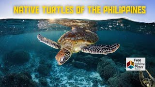 PAGONG AT PAWIKAN SA PILIPINAS  Turtles and Sea Turtles Native to Philippines [upl. by Anavahs]