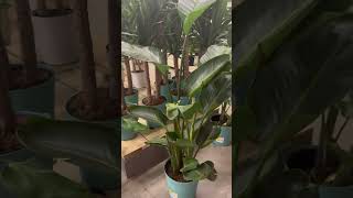 White Bird of Paradise Plant  Strelitzia Nicolai  Shorts  Cool Places [upl. by Gersham]