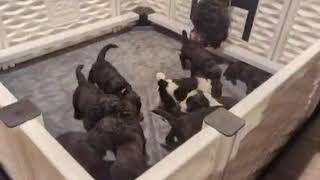 Puppy Playpen SD 480p [upl. by Maffei33]