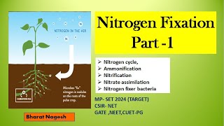 Nitrogen Fixation Nitrogen Cycle  Nitrification [upl. by Corwun679]