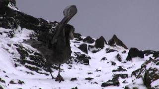 Giant petrel walking Antarctica [upl. by Hassin]