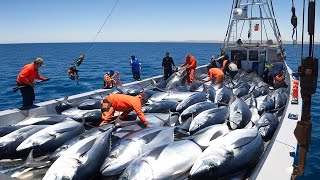 Unbelievable Longline Fishing Tuna  How Fishermen Catch Millions of Tuna Using Longline Fishing [upl. by Emiolhs]