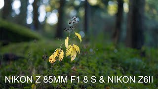 Nikon Z85mm f18 S  Nikon Z6 II  Nikon 8Bit Flat Profile [upl. by Einiffit]