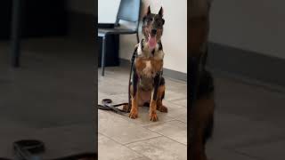 Doberman and Beauceron puppies obedience training [upl. by Ymmik]