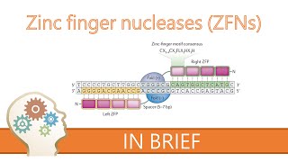 ZINC FINGER NUCLEASES  GENE EDITING EXPLAINED [upl. by Alinoel]