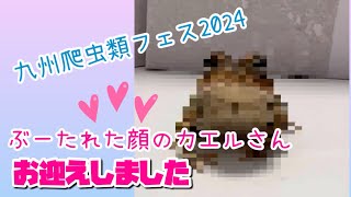 九州爬虫類フェス2024で、ぶーたれた顔のカエルさんをお迎えしました！ [upl. by Radman556]