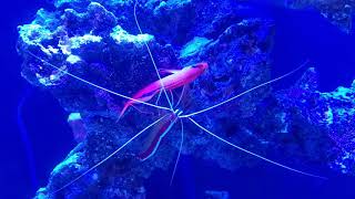 Cleaner Shrimp cleaning Flame Hawkfish [upl. by Amo719]