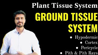 Plant Tissue System Part  2 GROUND TISSUE SYSTEM  Hypodermic  Cortex  Pericycle  Pith [upl. by Rutherford]