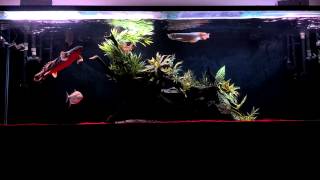 24quot Godzilla Polypterus Endlicheri Surfing pt1 [upl. by Eelesor]